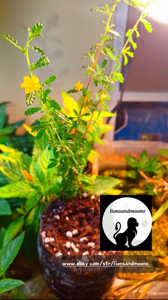 Damiana turnera diffusa Live Plant Cutting SMALL LEAF Rare Rooted clipping no root ships free small leaf damiana organic homegrown
