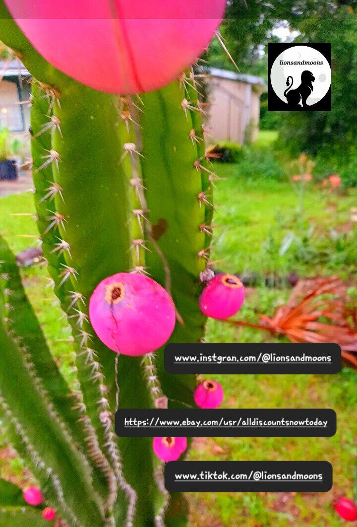 Apple Cactus {Cereus peruvianus monstruosus} 8 inch cuttings live plant no roots very easy to grow ships free