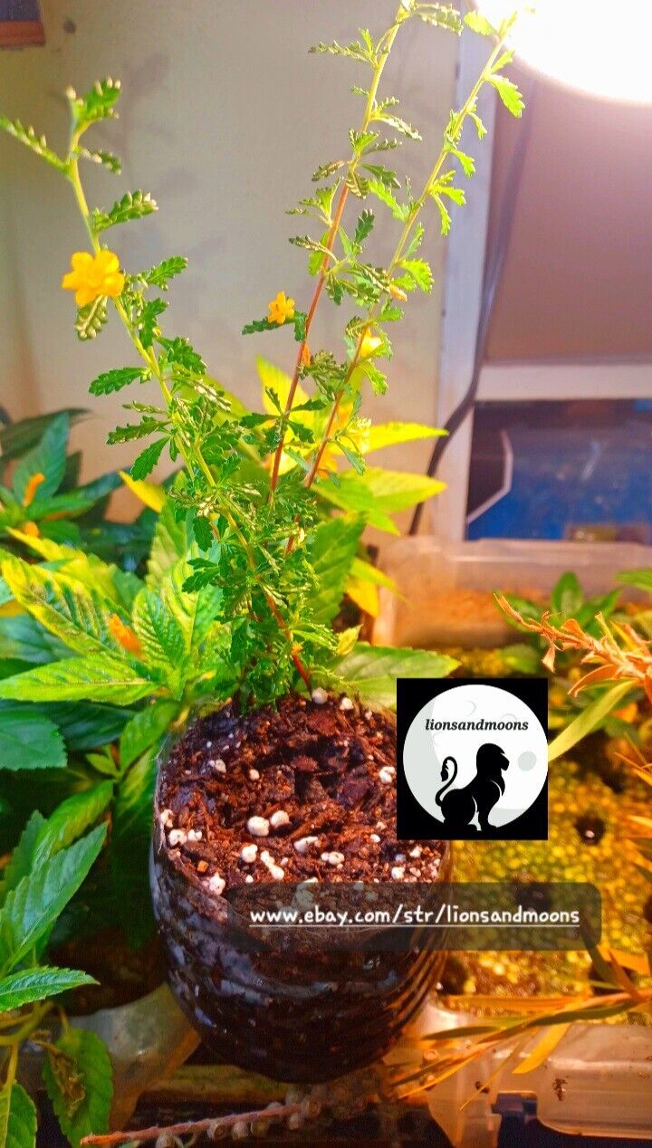 Damiana turnera diffusa Live Plant Cutting SMALL LEAF Rare Rooted clipping no root ships free small leaf damiana organic homegrown