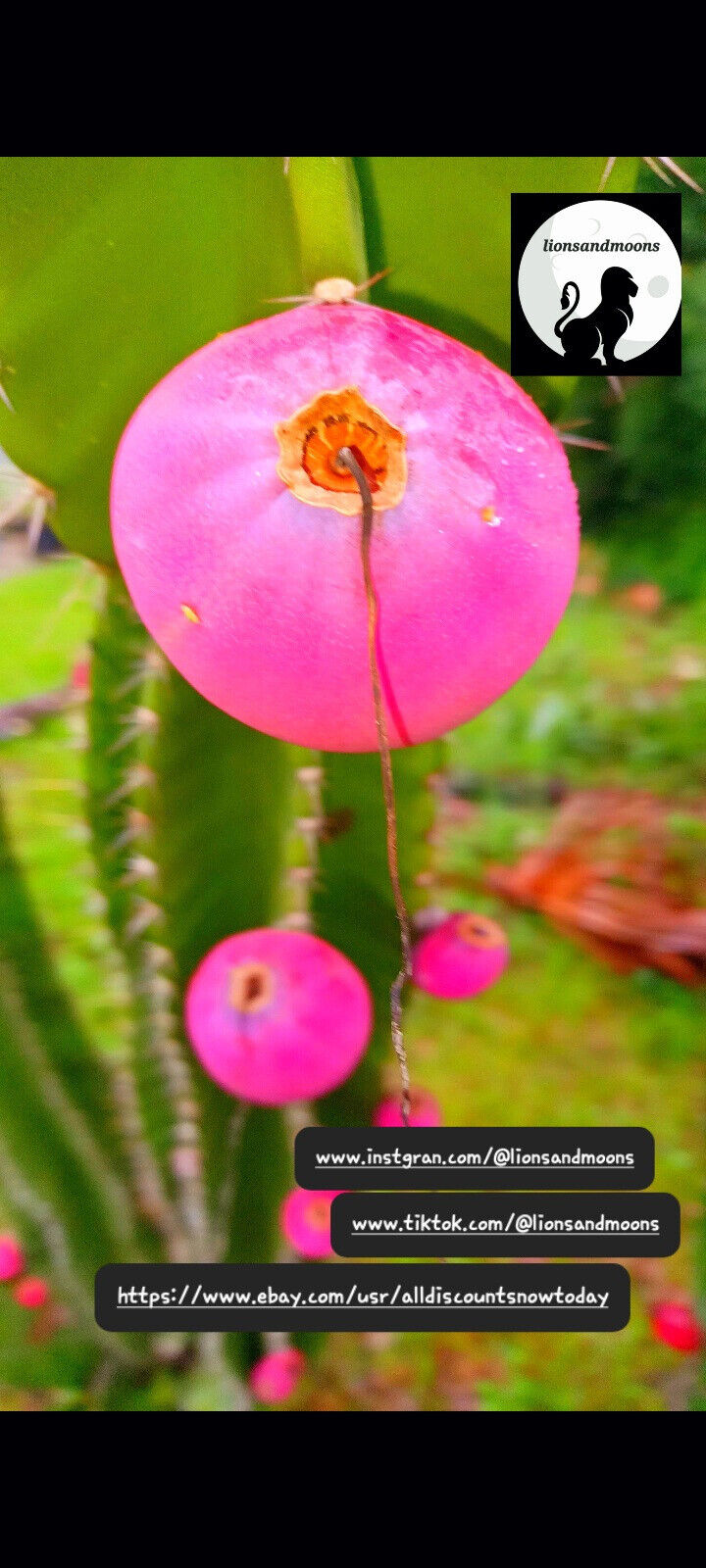 Apple Cactus {Cereus peruvianus monstruosus} 8 inch cuttings live plant no roots very easy to grow ships free