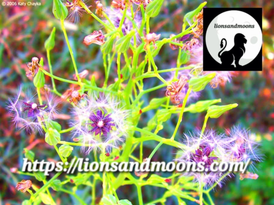 Wild Lettuce Lactuca Virosa Seeds Bulk Medicinal Homegrown Herbalist Ships Free