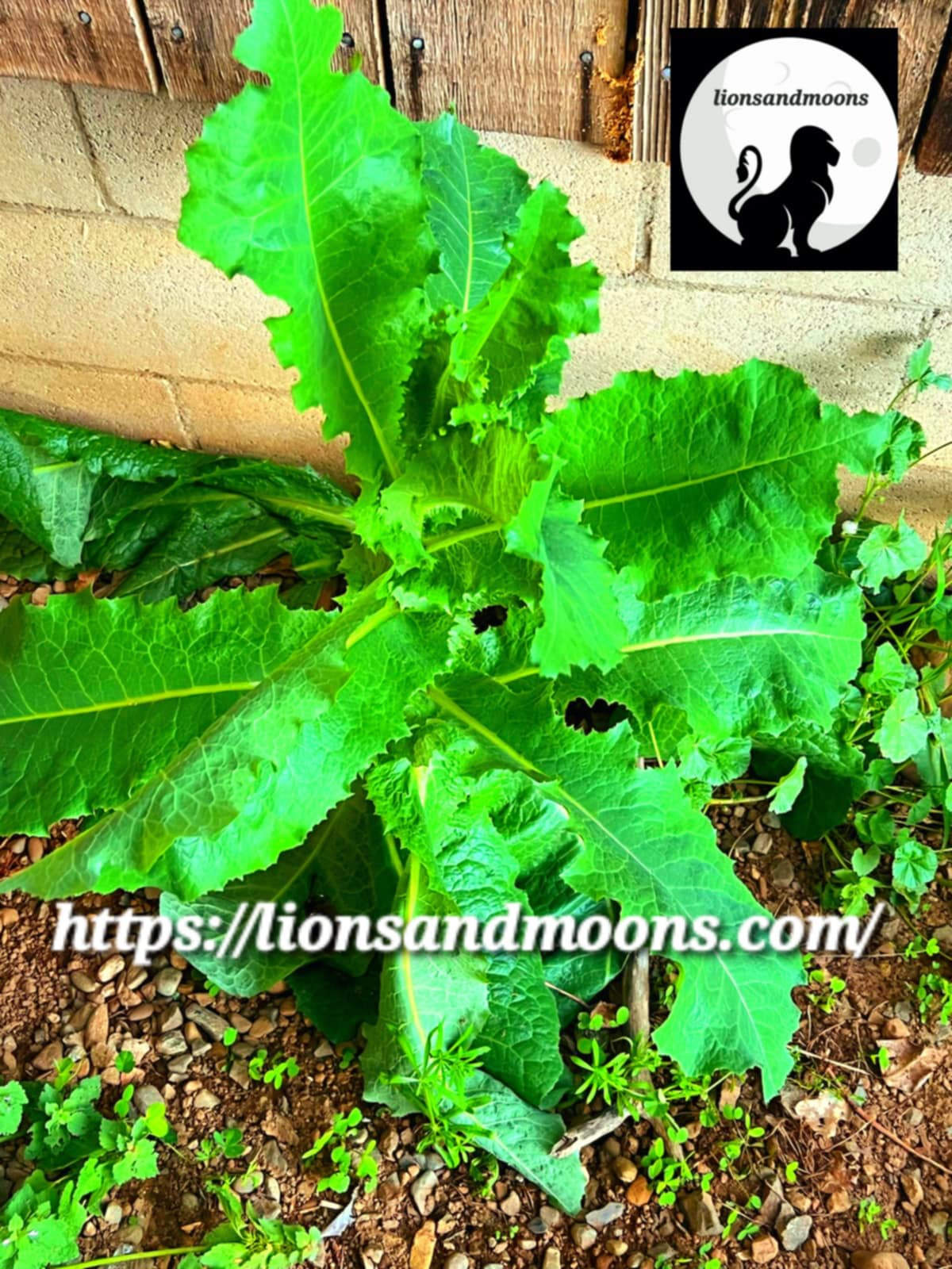 Wild Lettuce Lactuca Virosa Seeds Bulk Medicinal Homegrown Herbalist Ships Free