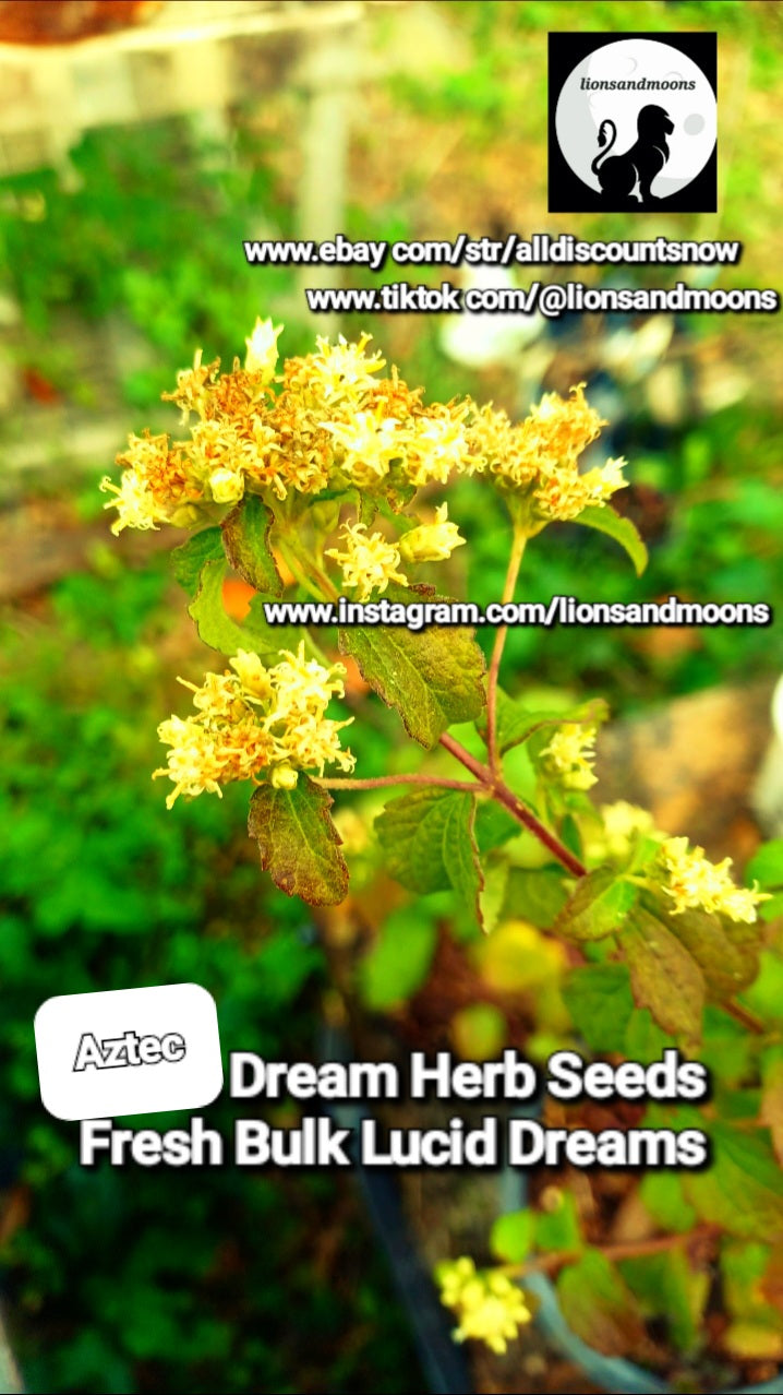 Calea zacatechichi Aztec Dream Herb Seeds Fresh Each Pod Is 10-15 seeds