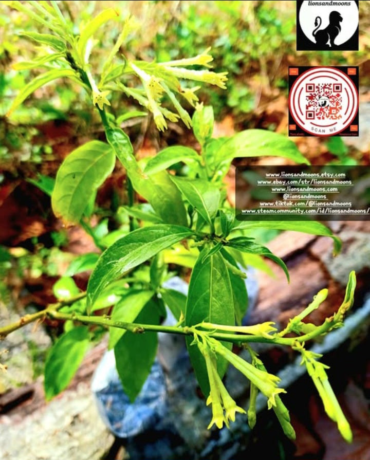 Night Blooming Jasmine Queen of the night insured package 4 plant 9 inch plants