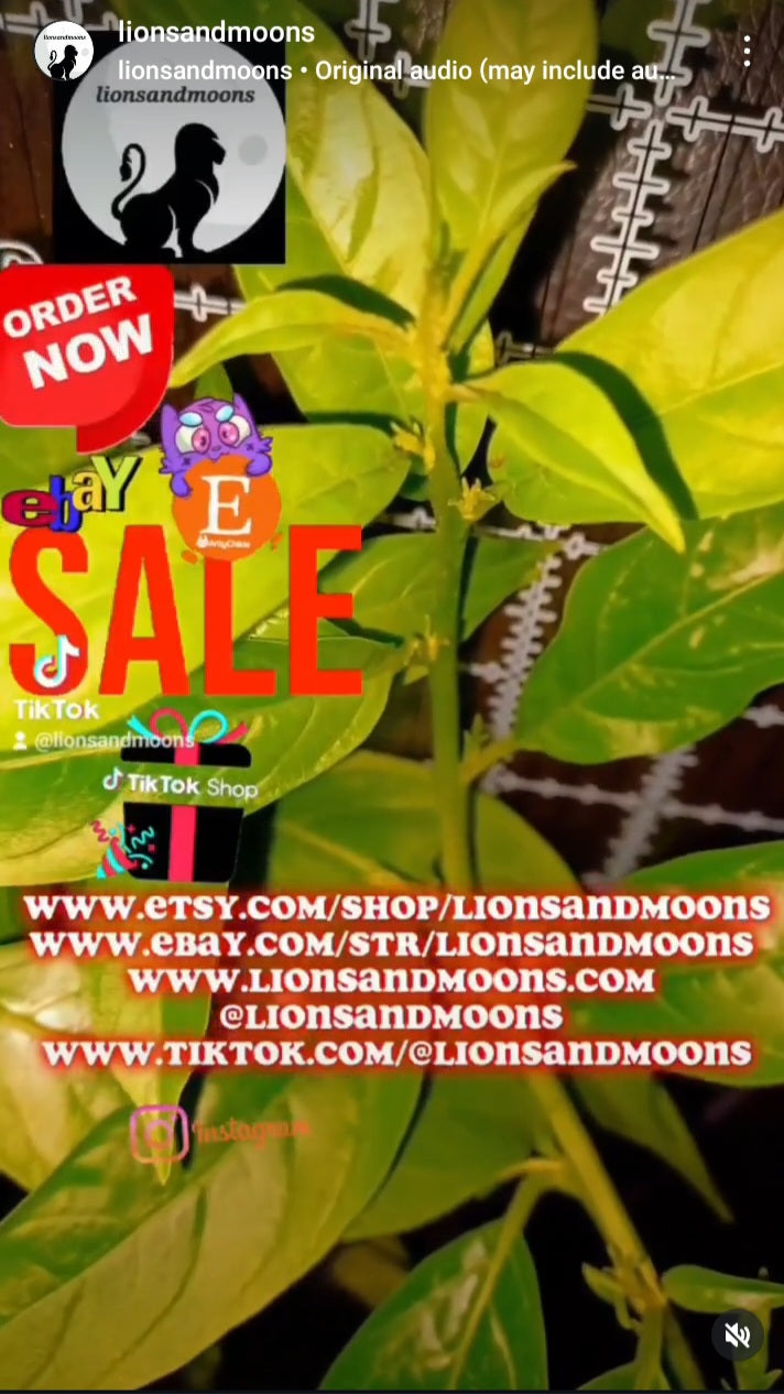 Night Blooming Jasmine Queen of the night insured package 4 plant 9 inch plants