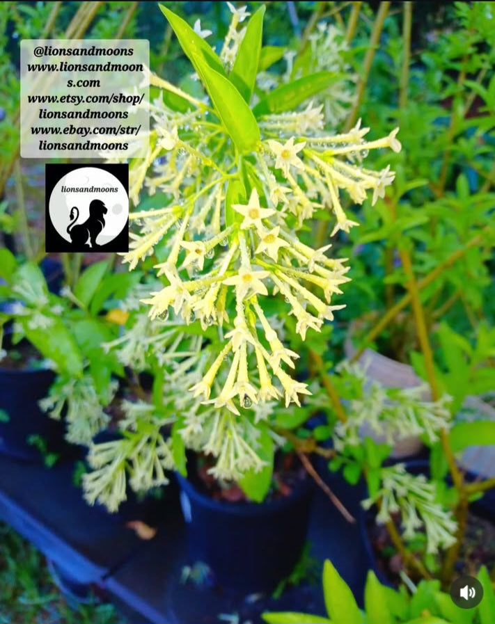 Night Blooming Jasmine Queen of the night insured package 4 plant 9 inch plants