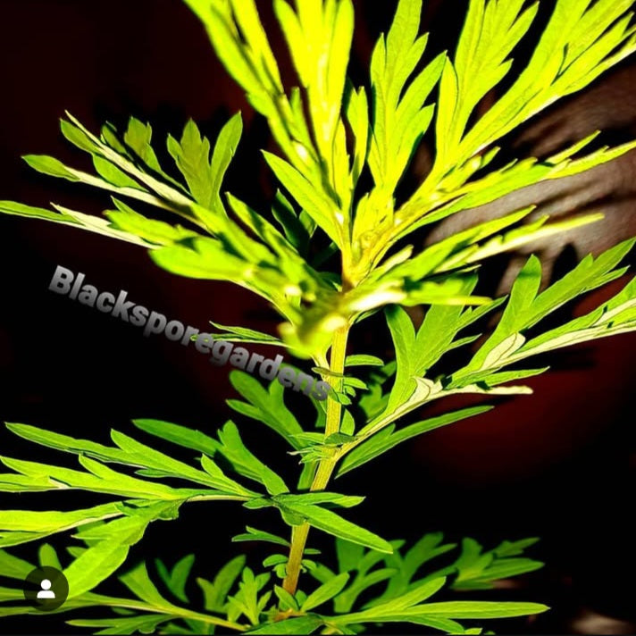 Mugwort live plant 4- 10 inch fully footed ! free shipping organic package