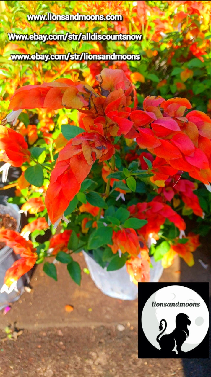 The "Red Shrimp Plant" (Justicia brandegeana) live plant 3 gal pot 3-4 ft sacred lionsandmoons
