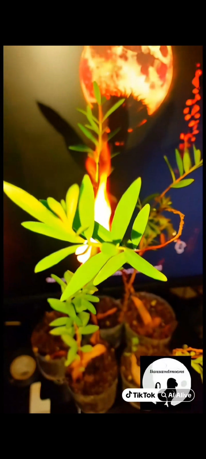 Sun Opener/Sinicuichi Heimia salicifolia Live Plants and Seeds Organic Homegrown