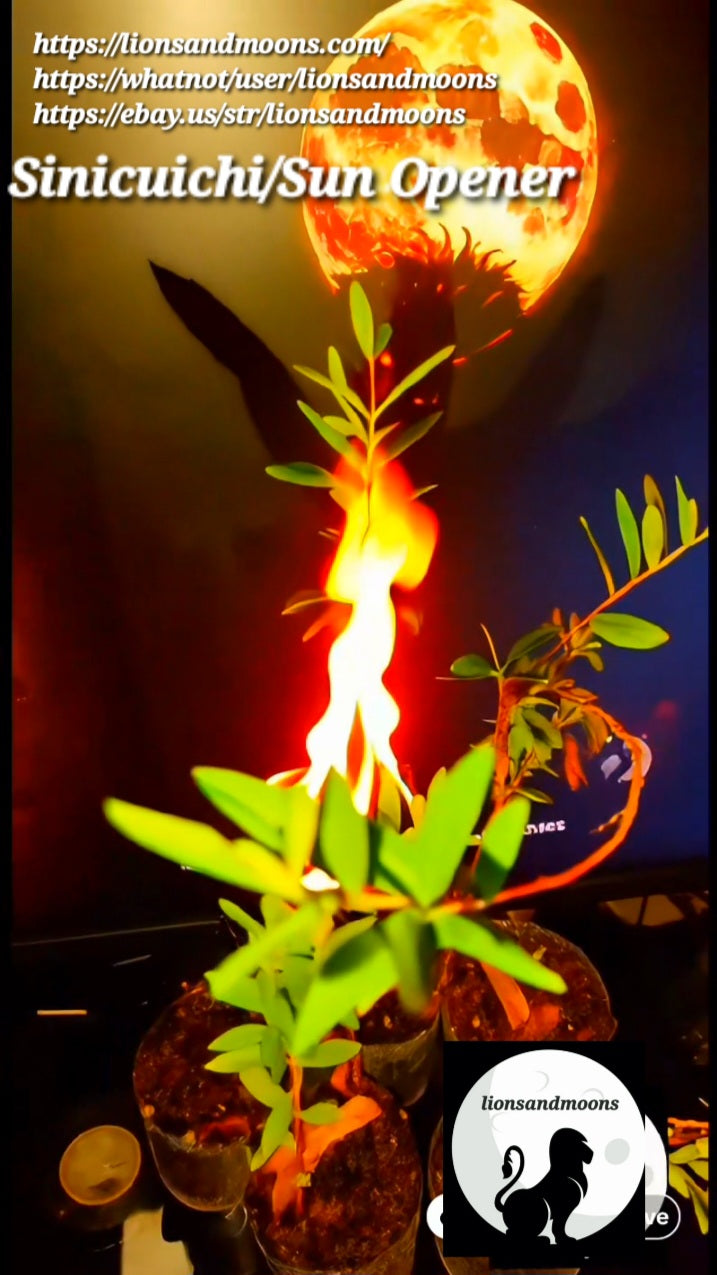 Sun Opener/Sinicuichi Heimia salicifolia Live Plants and Seeds Organic Homegrown