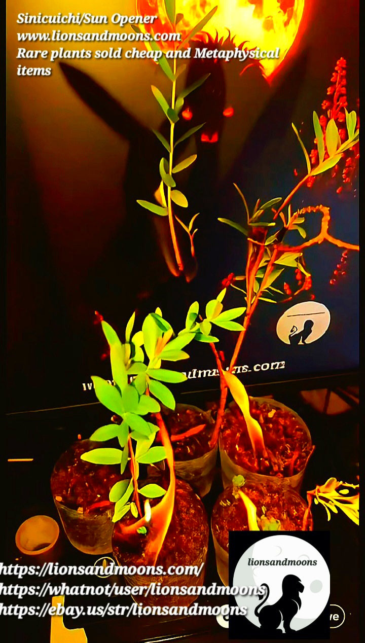 Sun Opener/Sinicuichi Heimia salicifolia Live Plants and Seeds Organic Homegrown