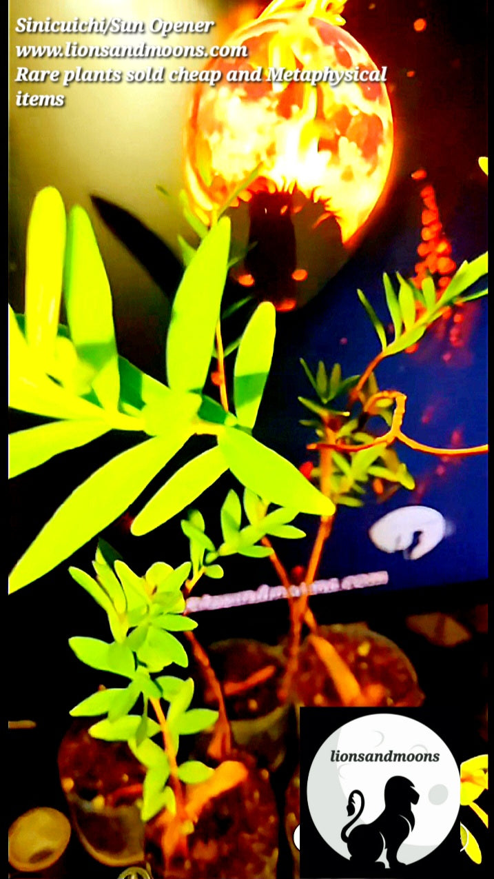 Sun Opener/Sinicuichi Heimia salicifolia Live Plants and Seeds Organic Homegrown