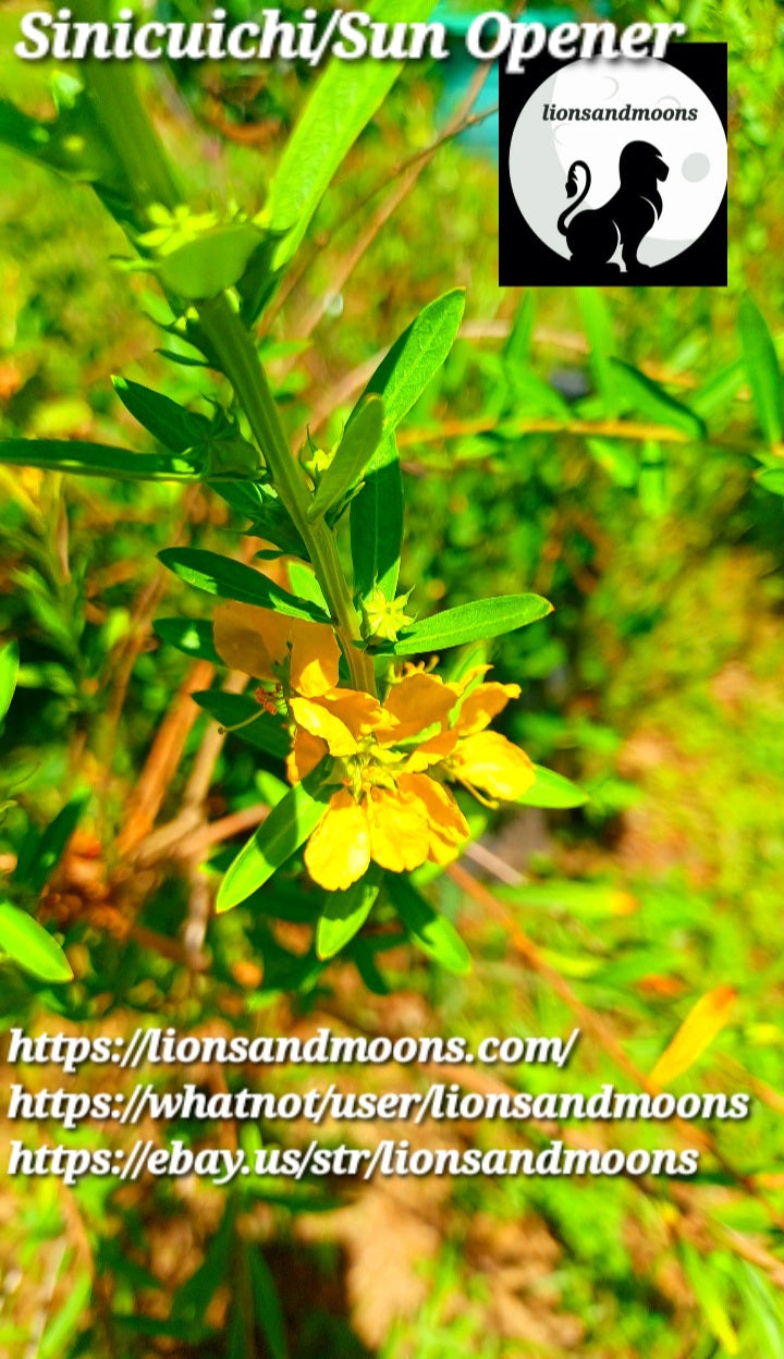 Sun Opener/Sinicuichi Heimia salicifolia Live Plants and Seeds Organic Homegrown