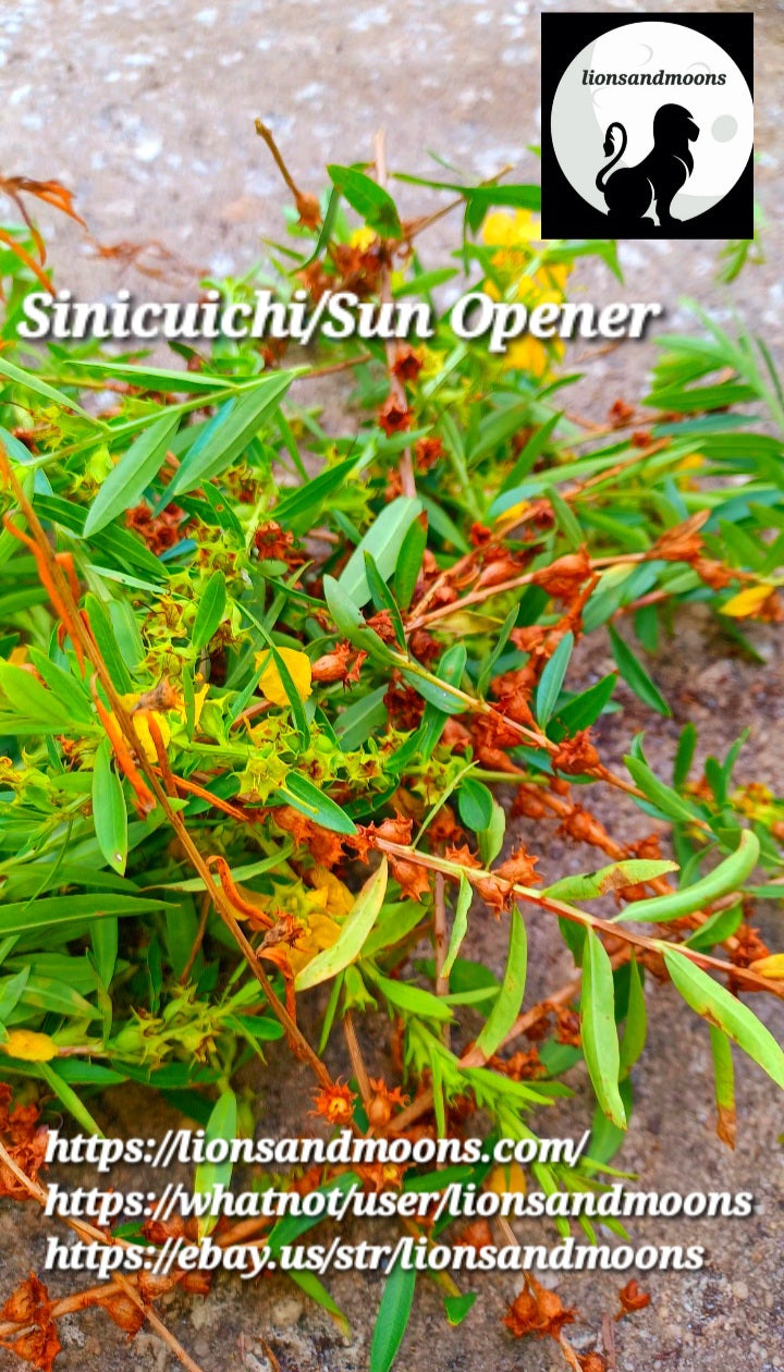 Sun Opener/Sinicuichi Heimia salicifolia Live Plants and Seeds Organic Homegrown