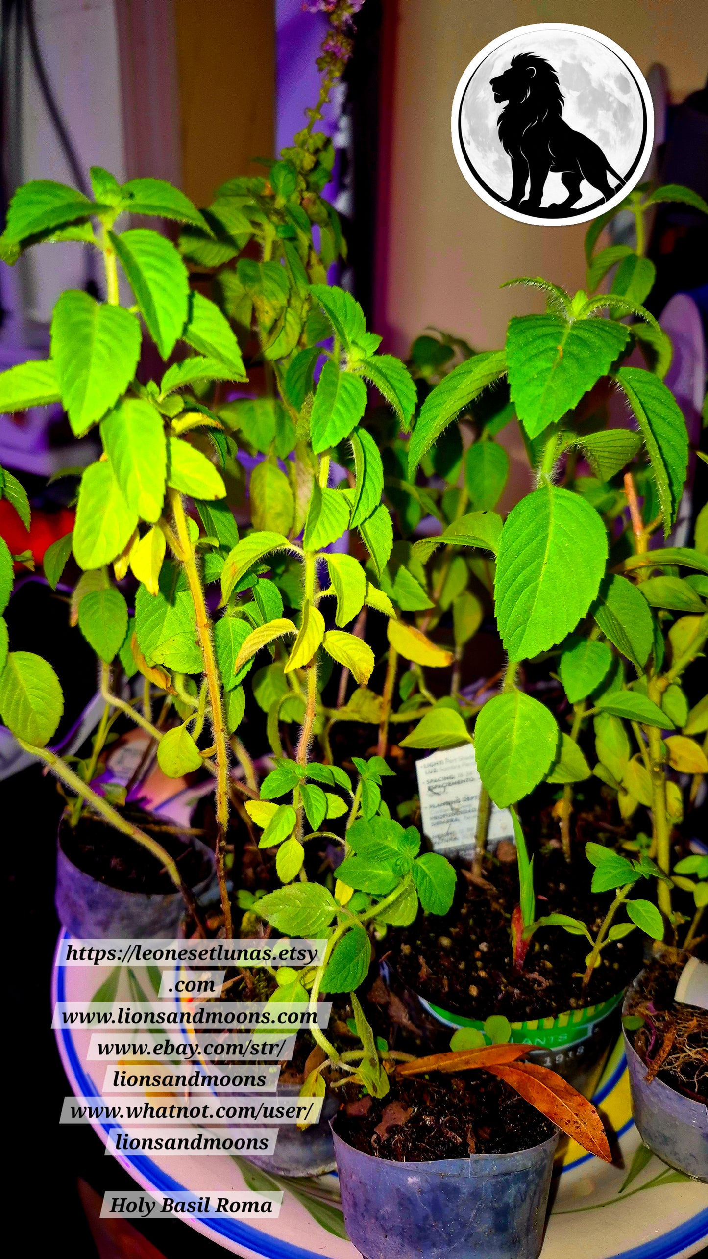 Holy Basil (Tulsi) – Live Plant | Approx. 12 Inches Tall | Grown with Love ✨