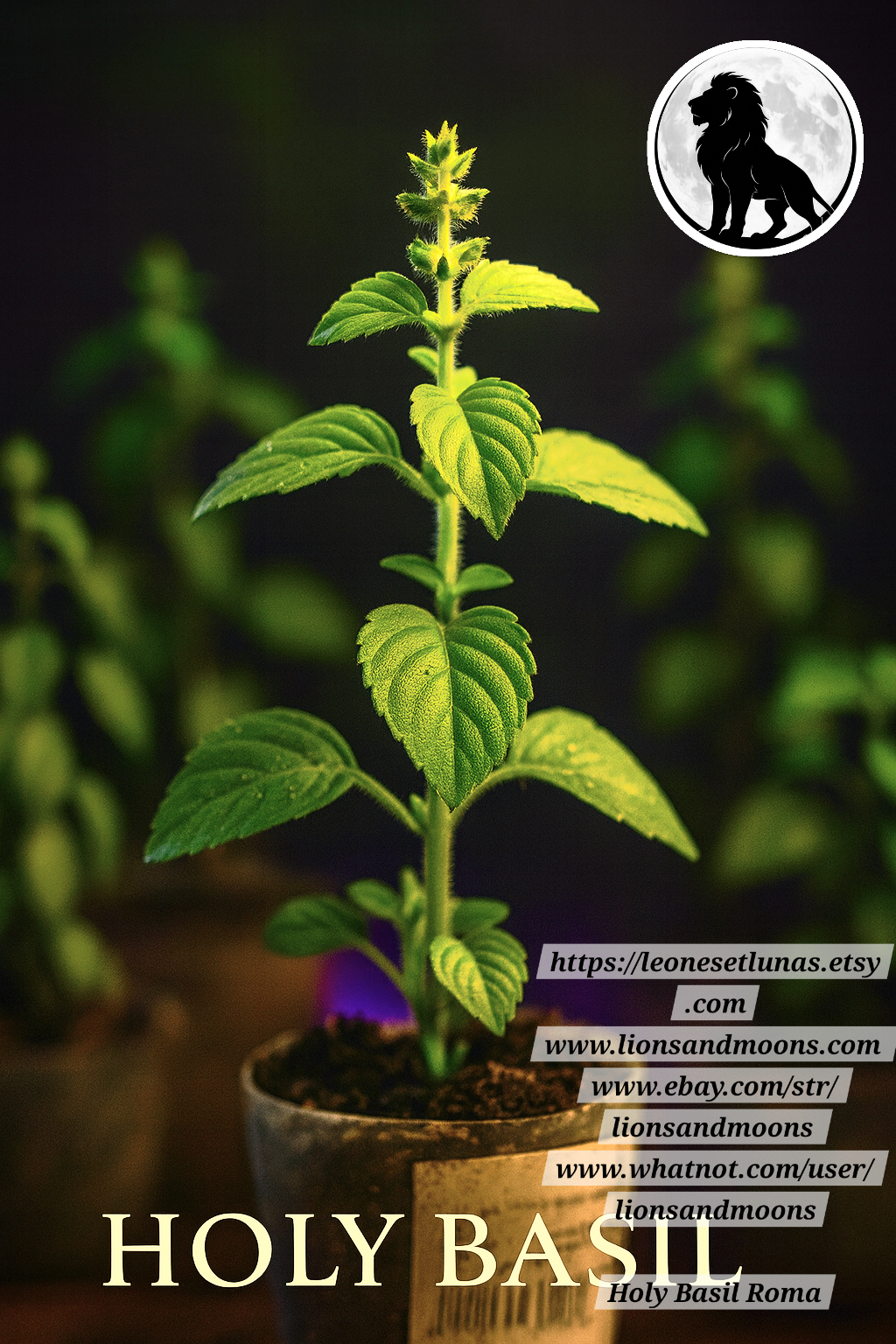 Holy Basil (Tulsi) – Live Plant | Approx. 12 Inches Tall | Grown with Love ✨