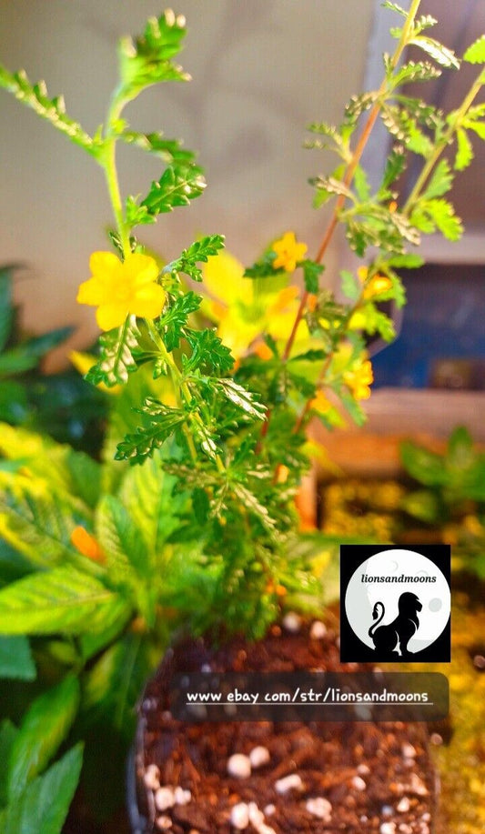 Damiana turnera diffusa Live Plant Cutting SMALL LEAF Rare Rooted clipping no root ships free small leaf damiana organic homegrown