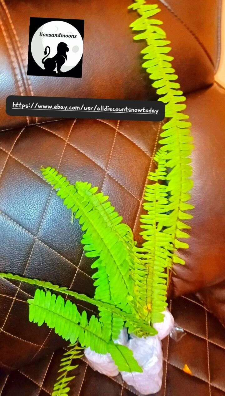 BOSTON FERN 2 live plant ephrolepis exalt LIVE PLANTS 10+ inches in pots rooted ships free