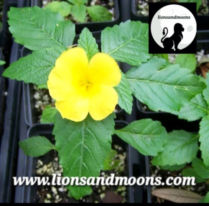 Damiana Turnera ulmifolia Live Plant Organic Homegrown Medicinal Free Shipping