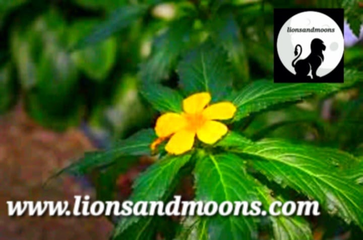 Damiana Turnera ulmifolia Live Plant Organic Homegrown Medicinal Free Shipping