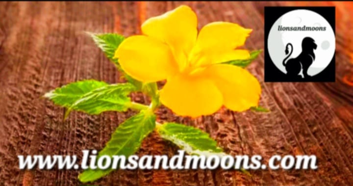 Damiana Turnera ulmifolia Live Plant Organic Homegrown Medicinal Free Shipping
