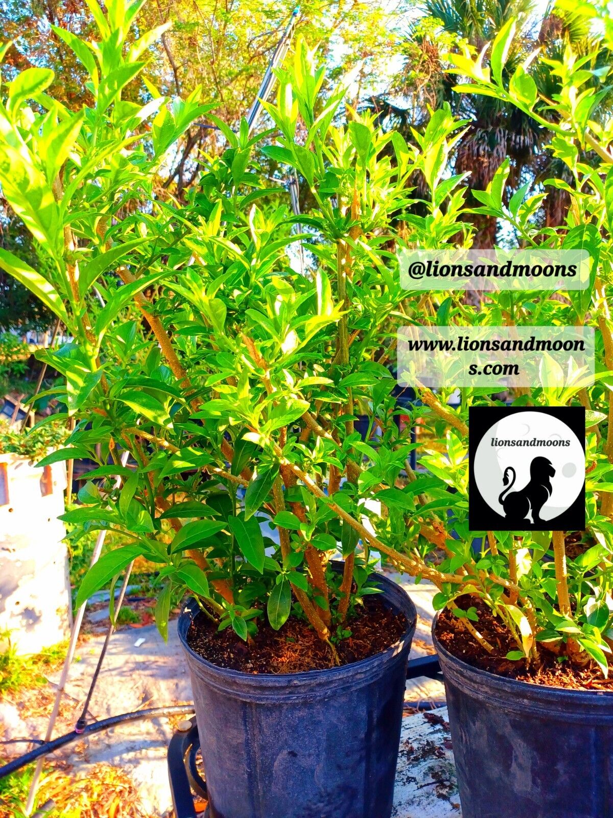 Night Blooming Jasmine 1 Gal fully rooted 4-5 feet organic homegrown homemade items ships free