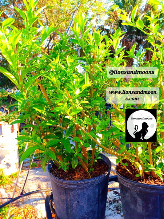 Night Blooming Jasmine 1 Gal fully rooted 4-5 feet organic homegrown homemade items ships free