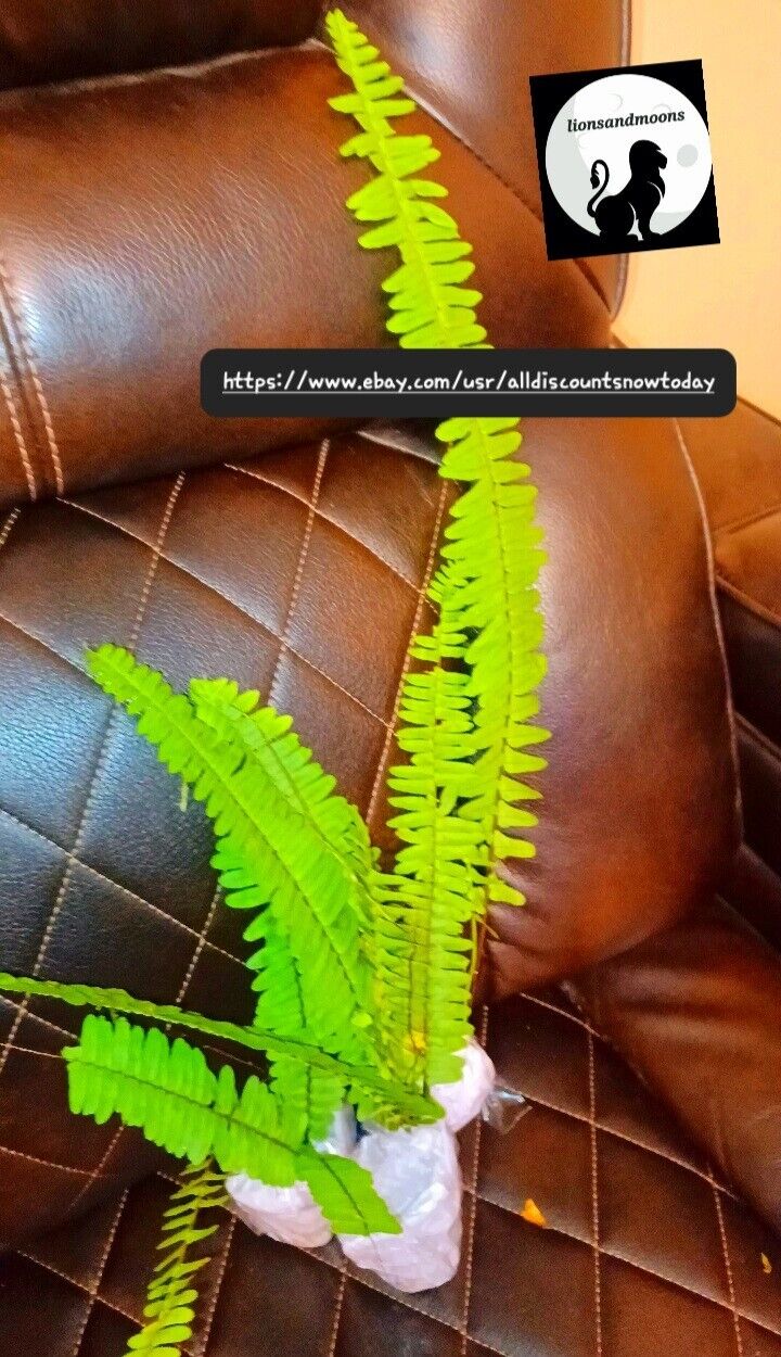 BOSTON FERN 2 live plant ephrolepis exalt LIVE PLANTS 10+ inches in pots rooted ships free