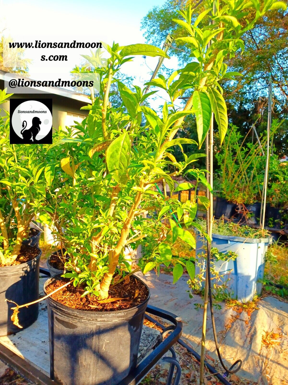 Night Blooming Jasmine 1 Gal fully rooted 4-5 feet organic homegrown homemade items ships free