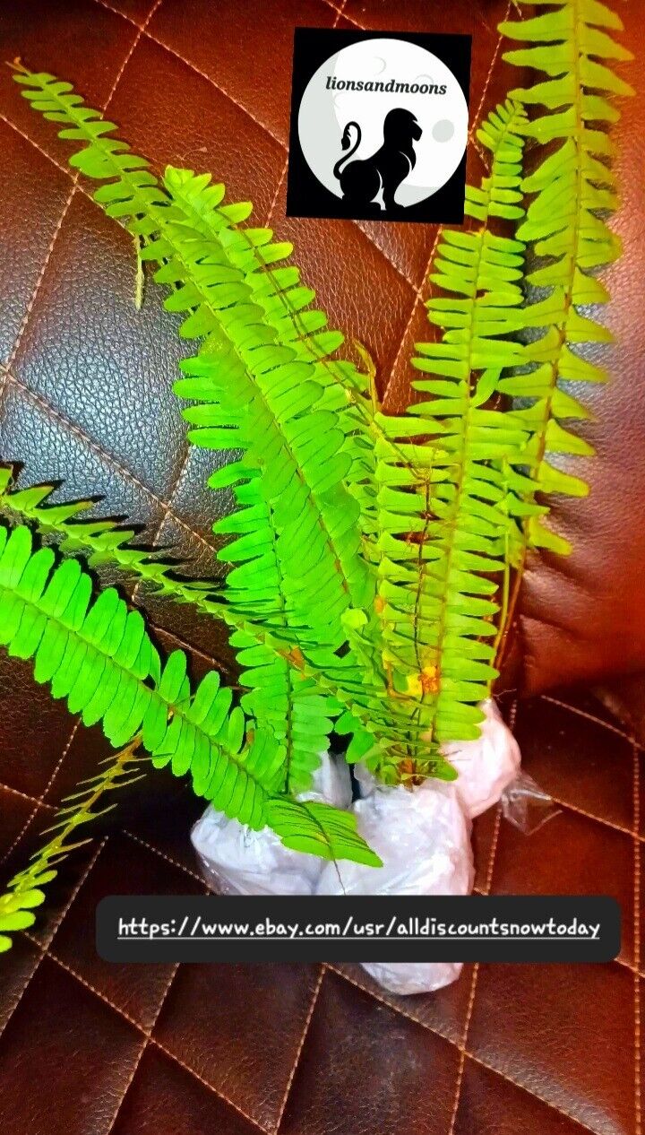 BOSTON FERN 2 live plant ephrolepis exalt LIVE PLANTS 10+ inches in pots rooted ships free