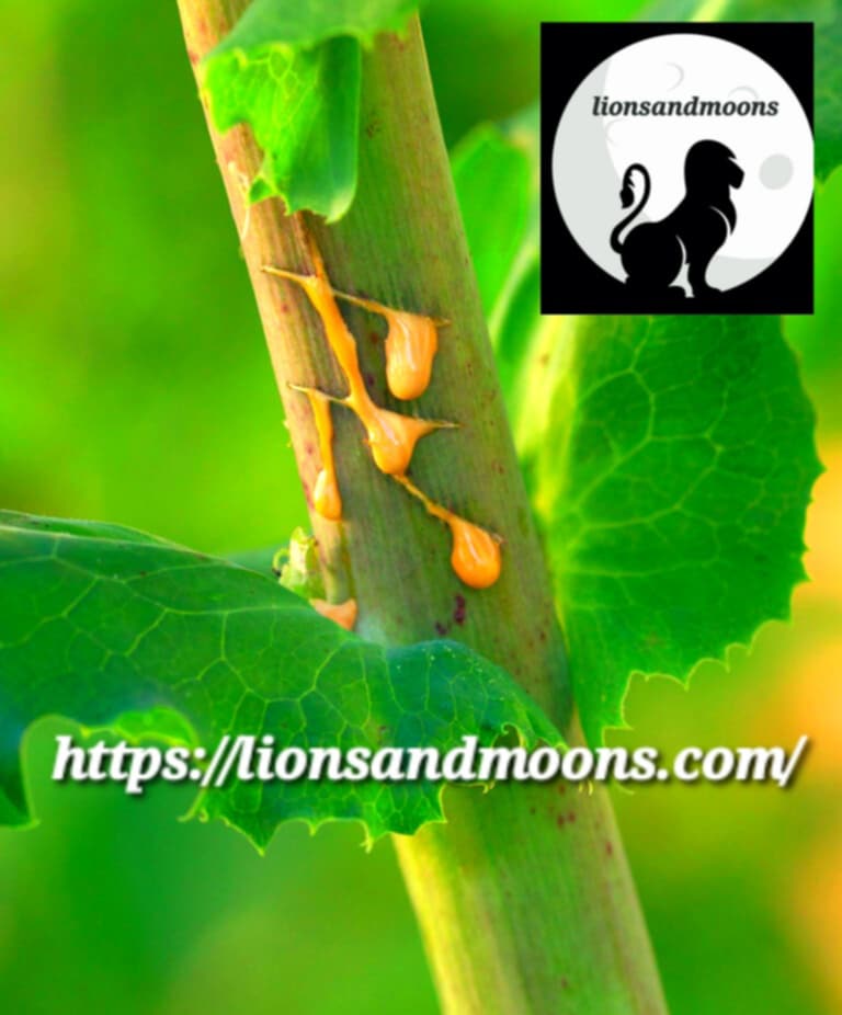 Wild Lettuce Lactuca Virosa Seeds Bulk Medicinal Homegrown Herbalist Ships Free