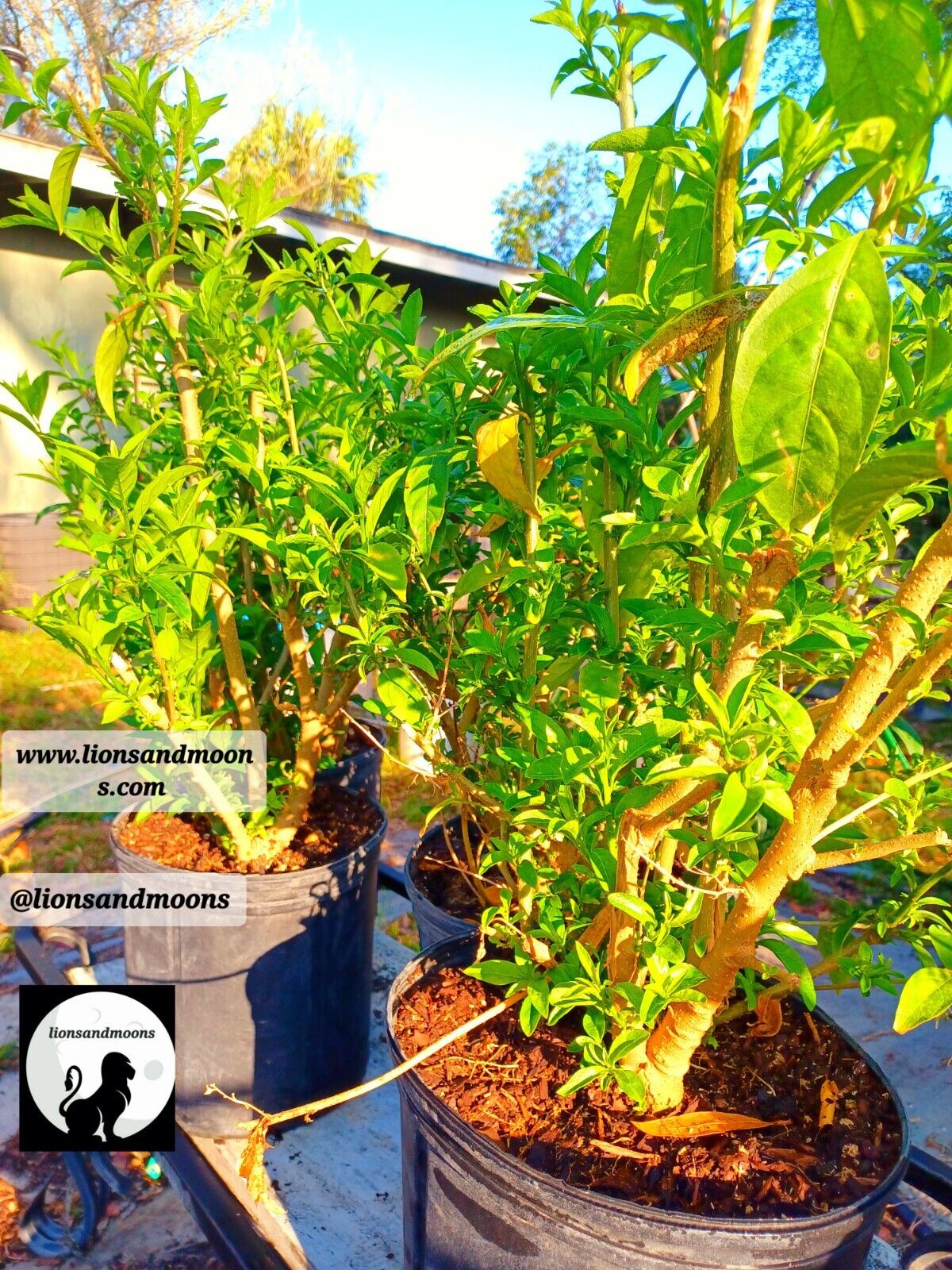 Night Blooming Jasmine 1 Gal fully rooted 4-5 feet organic homegrown homemade items ships free