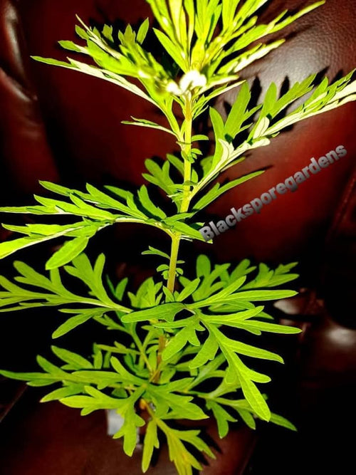 Mugwort live plant 4- 10 inch fully footed ! free shipping organic package