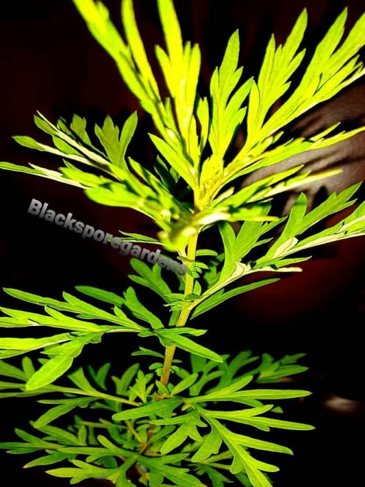 Mugwort live plant 4- 10 inch fully footed ! free shipping organic package