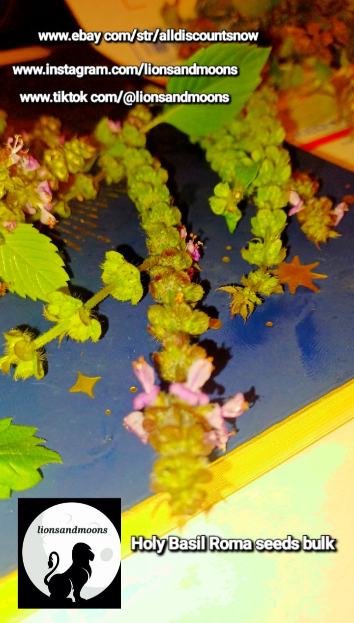 Holy Basil Roma Fresh Seed Pods  Each Seed Pod Contains 4-8 Seeds