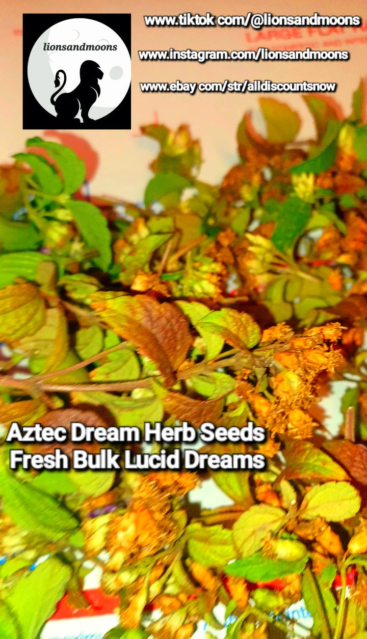 Calea zacatechichi Aztec Dream Herb Seeds Fresh Each Pod Is 10-15 seeds