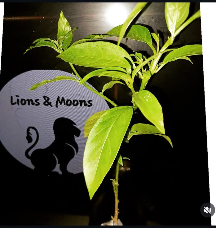 Night Blooming Jasmine Queen of the night insured package 1 plant 10 inch plant