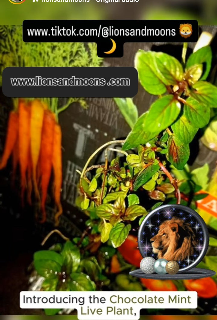 Chocolate Mint 2 live plants 8 incg organic homegrown homemade items free shipping