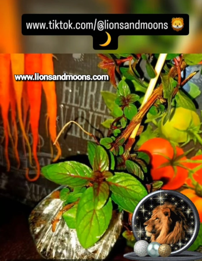 Chocolate Mint 2 live plants 8 incg organic homegrown homemade items free shipping