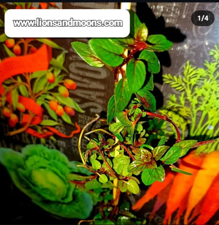 Chocolate Mint 2 live plants 8 incg organic homegrown homemade items free shipping