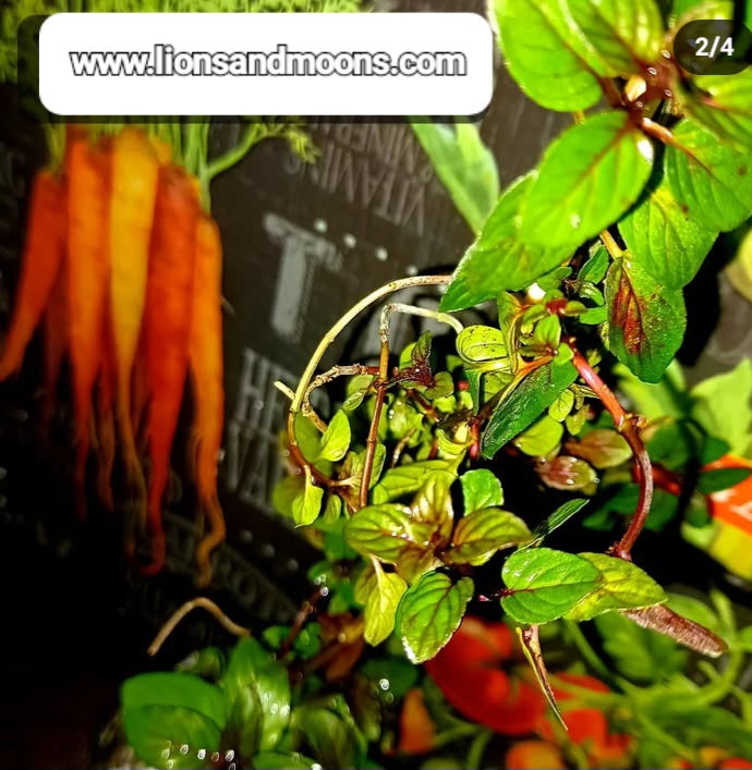 Chocolate Mint 2 live plants 8 incg organic homegrown homemade items free shipping