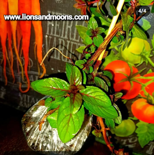 Chocolate Mint 2 live plants 8 incg organic homegrown homemade items free shipping