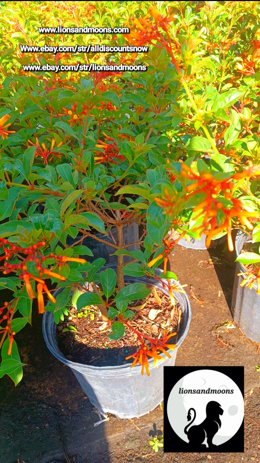 Firefly Dwarf Red Firebush Live Plant Orange Yellow Flower 3 Gal 4ft