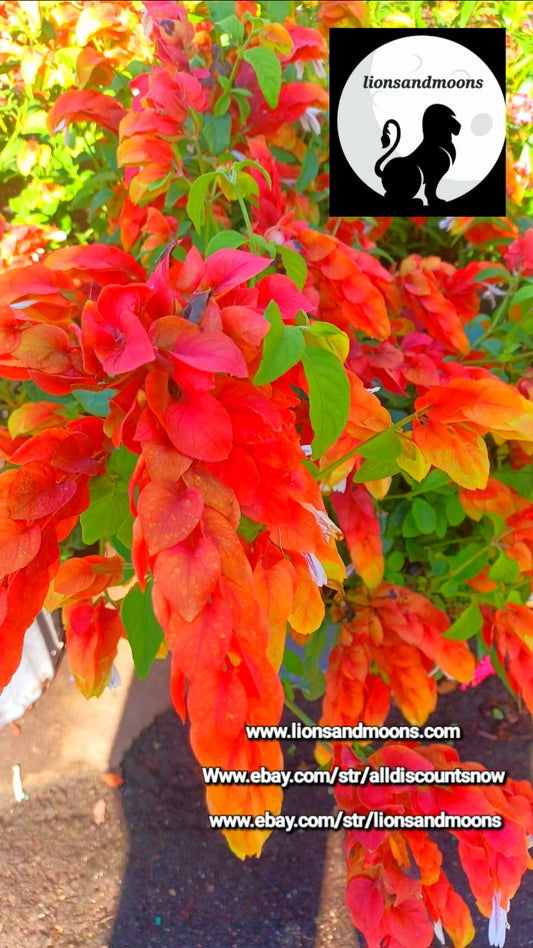 The "Red Shrimp Plant" (Justicia brandegeana) live plant 3 gal pot 3-4 ft sacred lionsandmoons