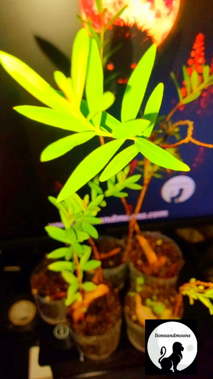 Sun Opener/Sinicuichi  Heimia salicifolia Live Plants and Seeds Organic Homegrown
