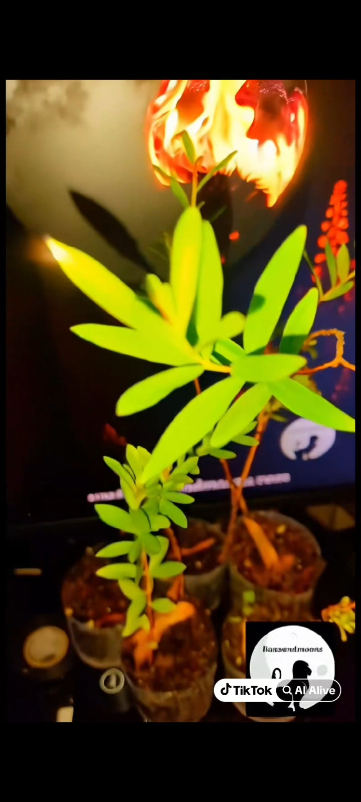 Sun Opener/Sinicuichi  Heimia salicifolia Live Plants and Seeds Organic Homegrown