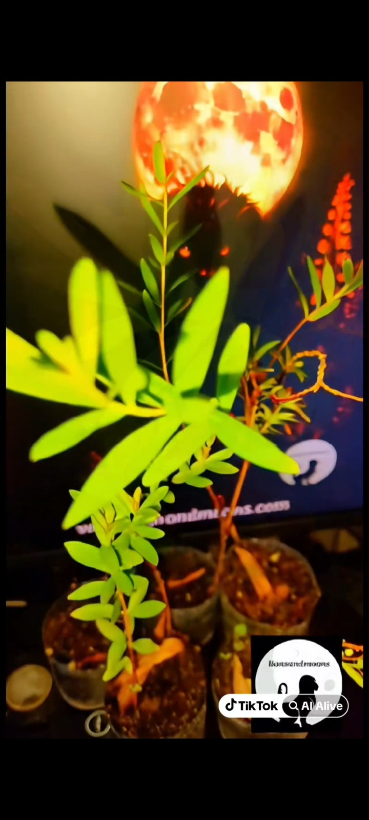 Sun Opener/Sinicuichi  Heimia salicifolia Live Plants and Seeds Organic Homegrown