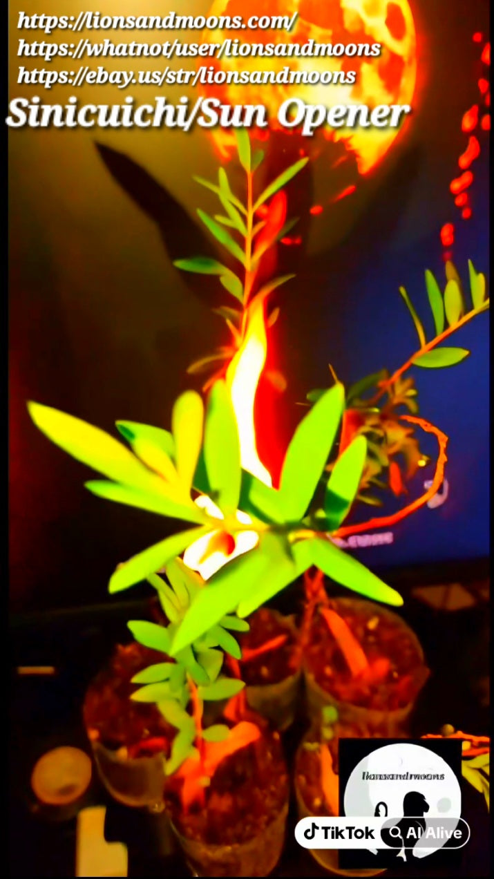 Sun Opener/Sinicuichi  Heimia salicifolia Live Plants and Seeds Organic Homegrown