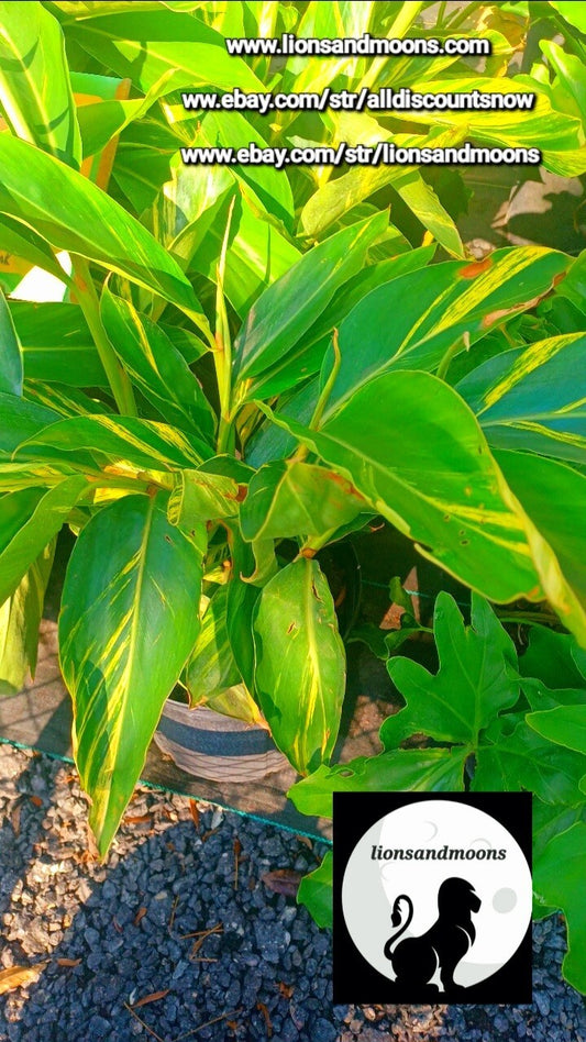 Variegated Shell Ginger, Alpinia zerumbet 'Variegata' 3 gal pot 2-3 ft organic