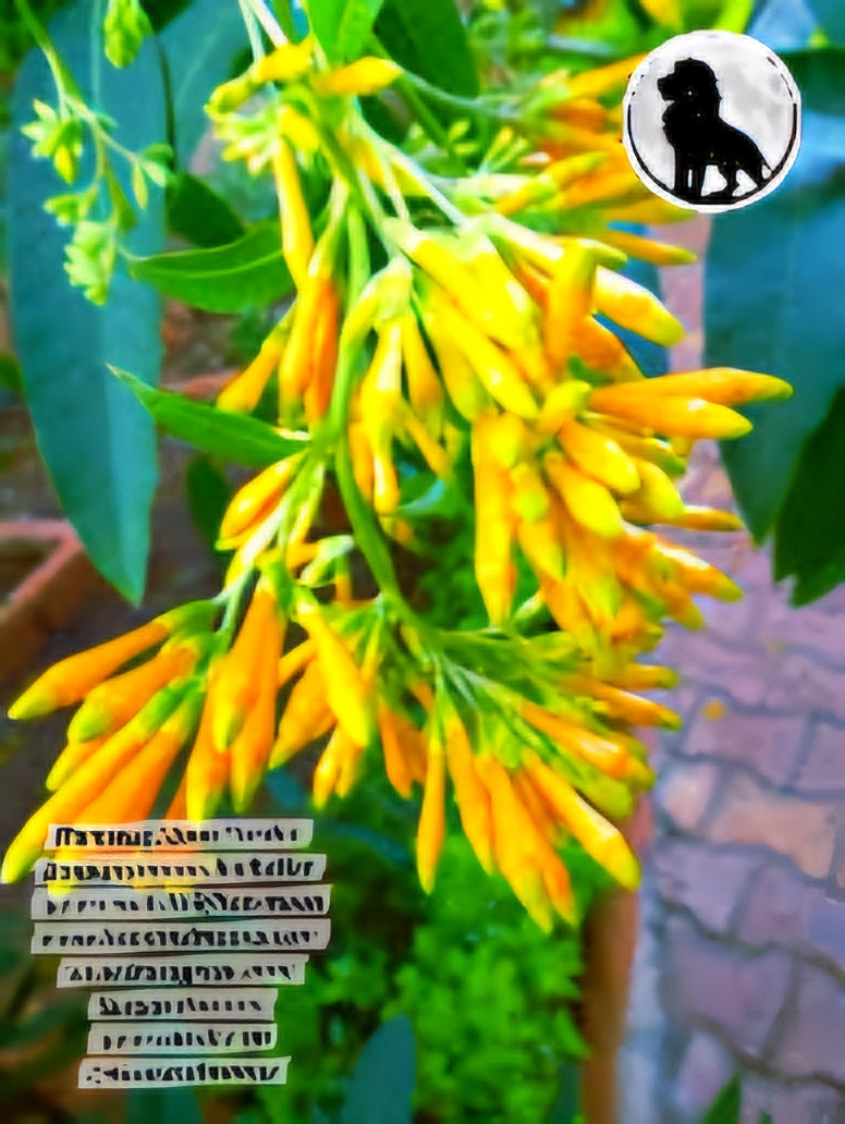 Night Blooming Jasmine Orange Flower Bloom